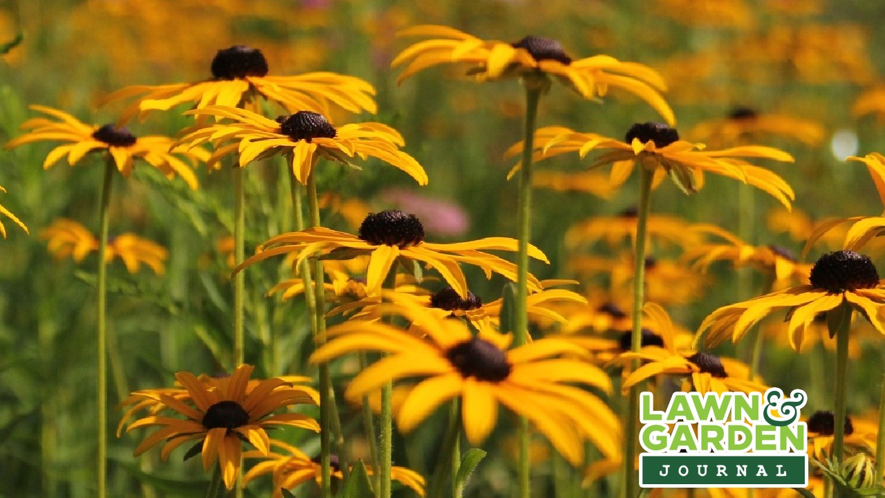 Questions like; "why do my plants not bloom?" & "why are my plants